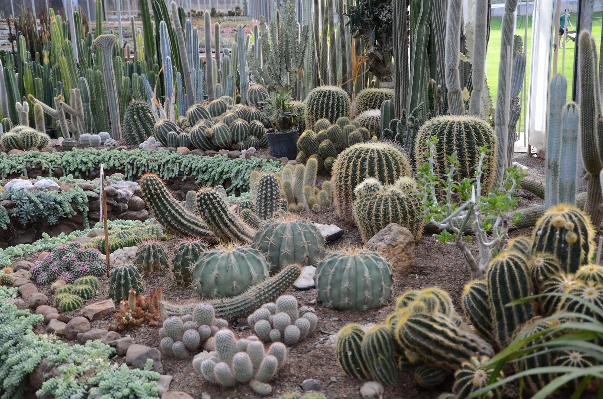 Parque Histórico recebe exposição de Orquídeas