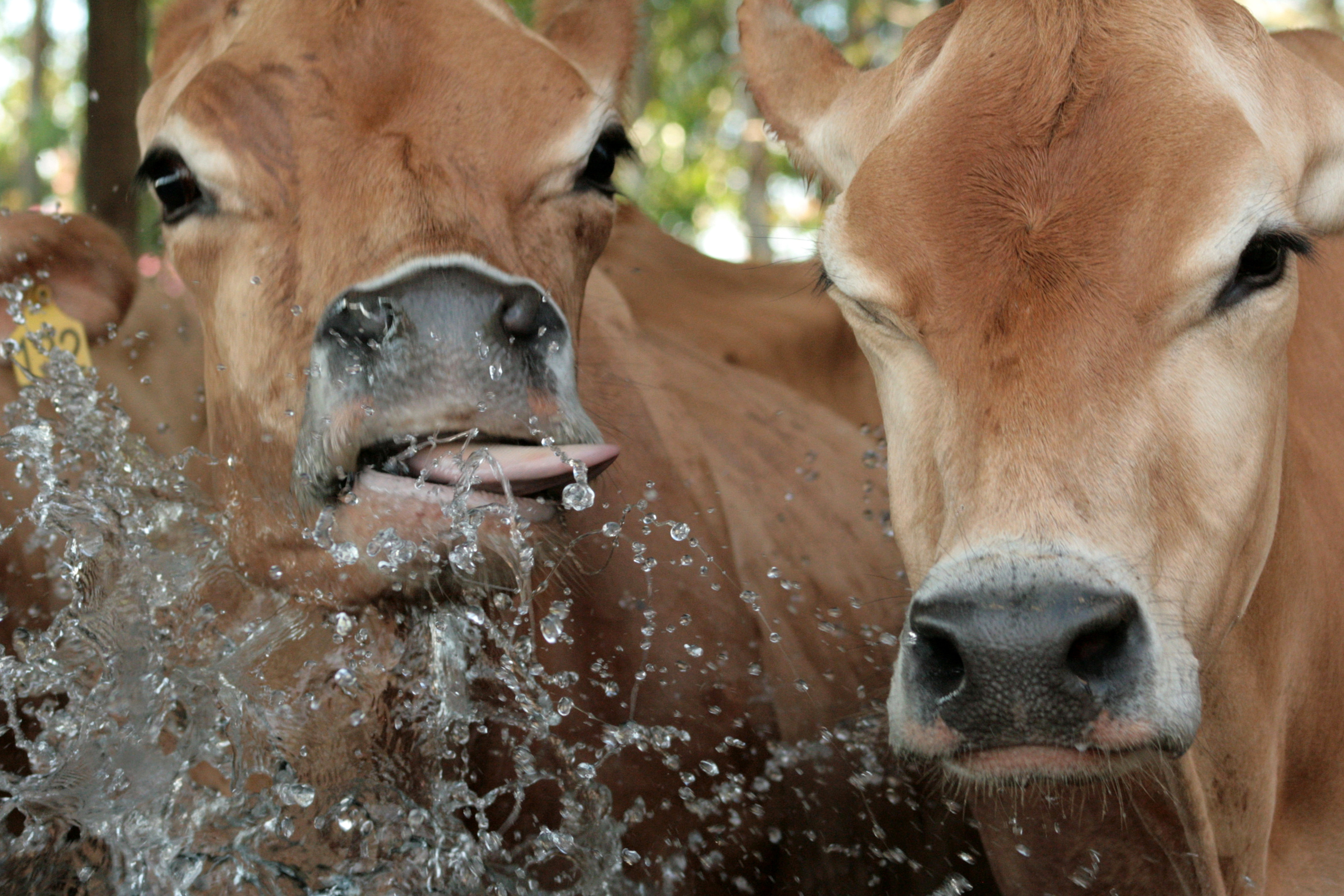 ExpoFrísia evidencia parceria entre Parque Histórico e Cooperativa